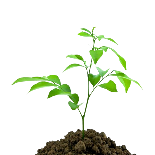 nature-sprout-dirt-young-seedling-removebg-preview.png
