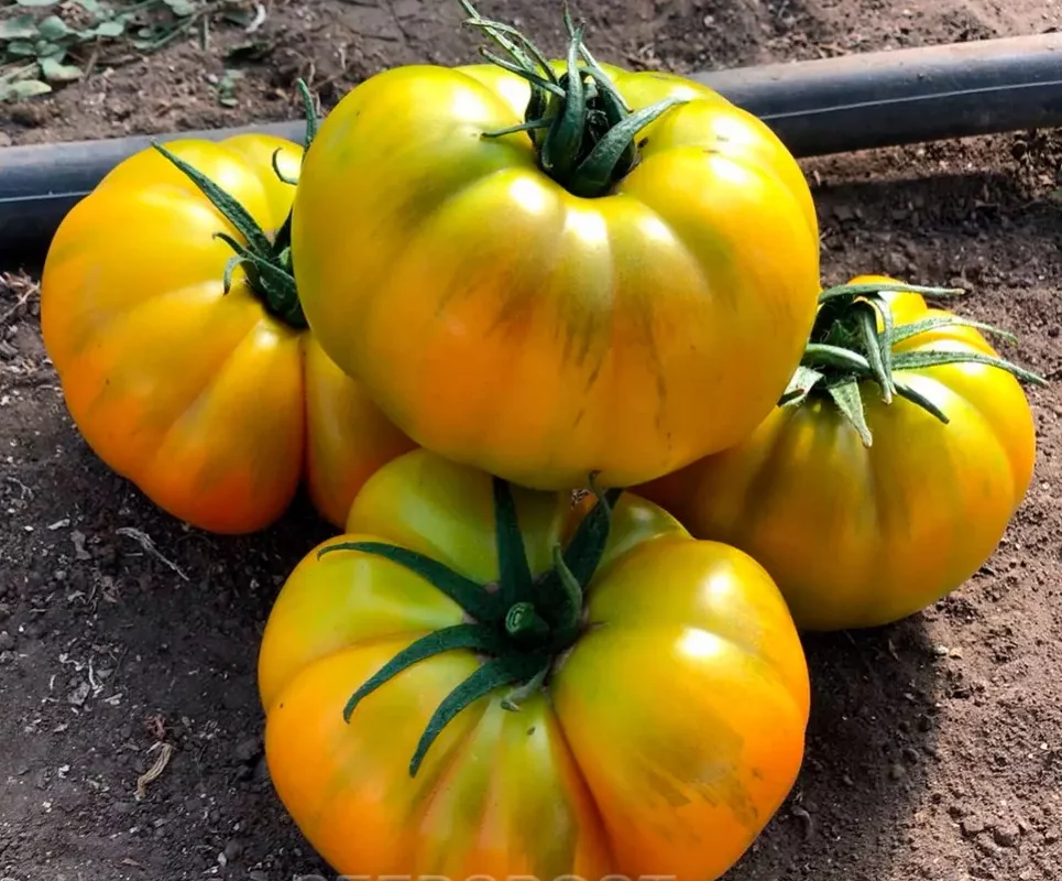 5d4bb8e0_8d8b_11ec_b2a1_d485645420e6_5a1d65ca_8f10_11ec_b2a1_d485645420e6